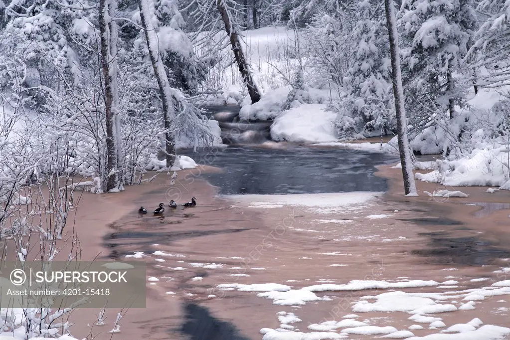 Wood Duck (Aix sponsa) quartet on snowy Judd Creek, Northwoods, Minnesota