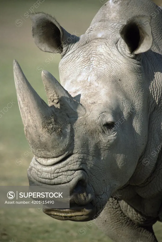 White Rhinoceros (Ceratotherium simum) adult portrait, native to Africa