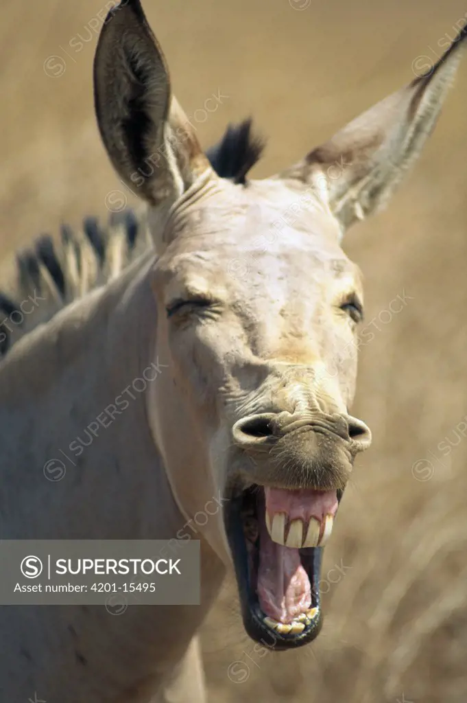 Somali Wild Ass (Equus africanus somalicus) braying, smallest of the wild horses, native to Somalia and Ethiopia