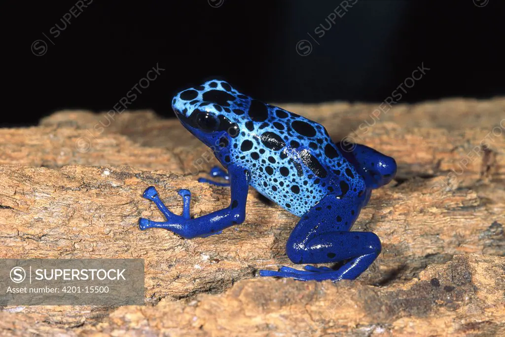 Blue Poison Dart Frog (Dendrobates azureus) very tiny poisonous frog, Indian tribes use poison for arrows, native to South America