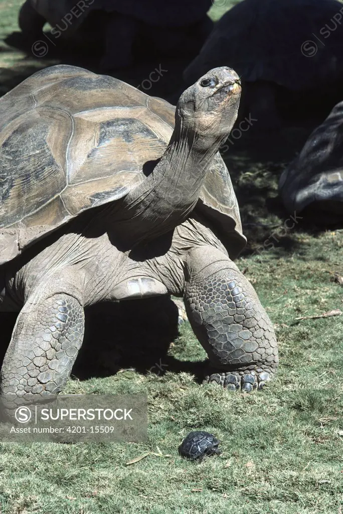 Galapagos Giant Tortoise (Geochelone nigra) adult with hatchling demonstrating growth, native to Galapagos Islands, Ecuador
