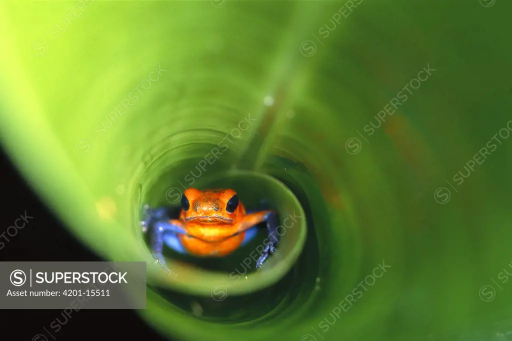 Poison Dart Frog (Dendrobates sp) portrait in water pool at the center of a bromeliad, native to South America