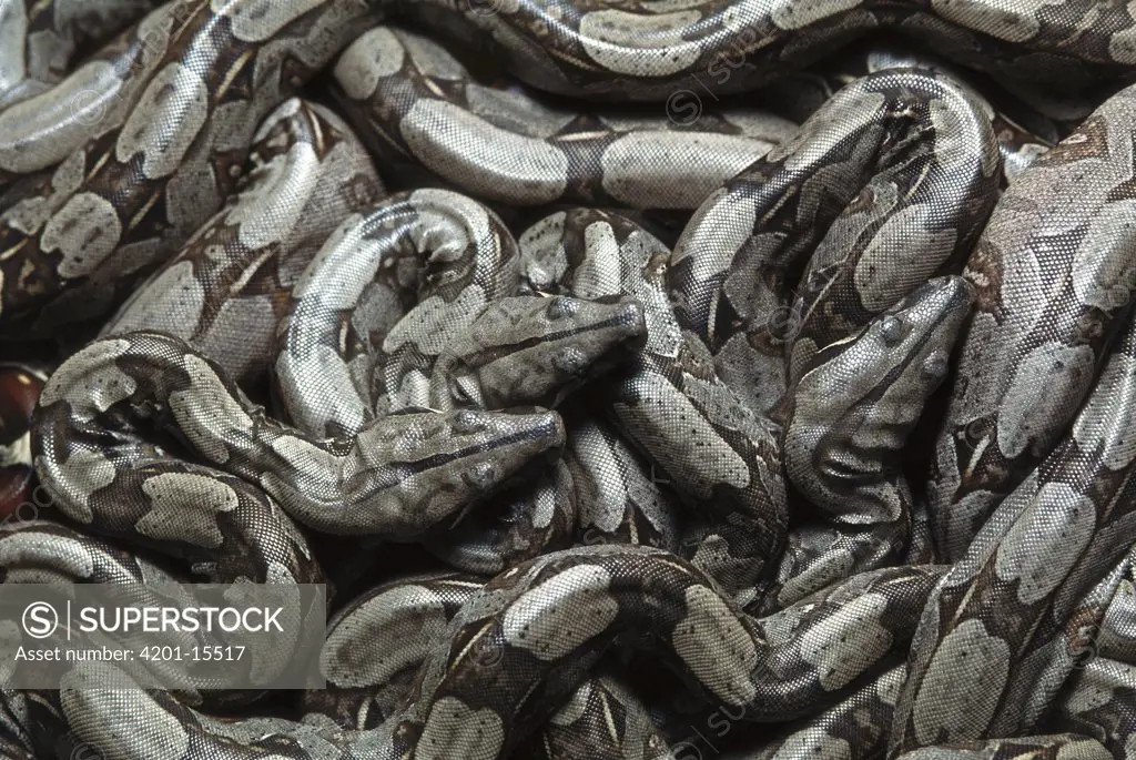 Boa (Boa constrictor constrictor) mass of babies, native to South America