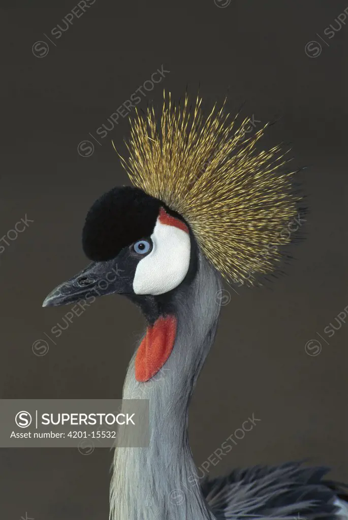 Grey Crowned Crane (Balearica regulorum) portrait, native to Africa