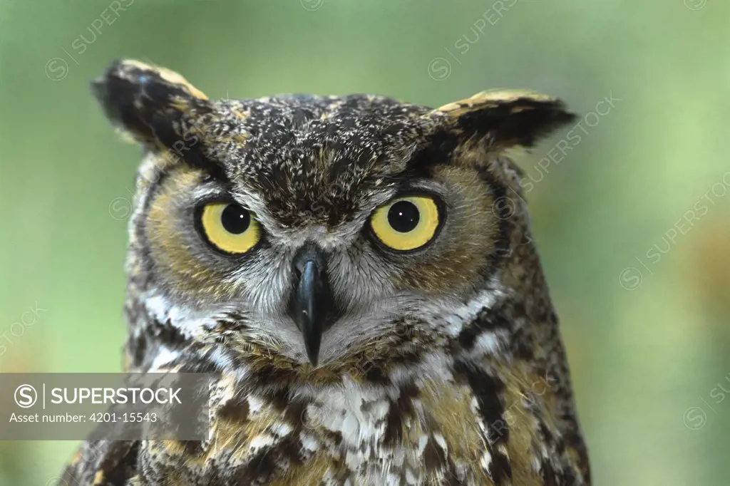 Great Horned Owl (Bubo virginianus) portrait, native to North America