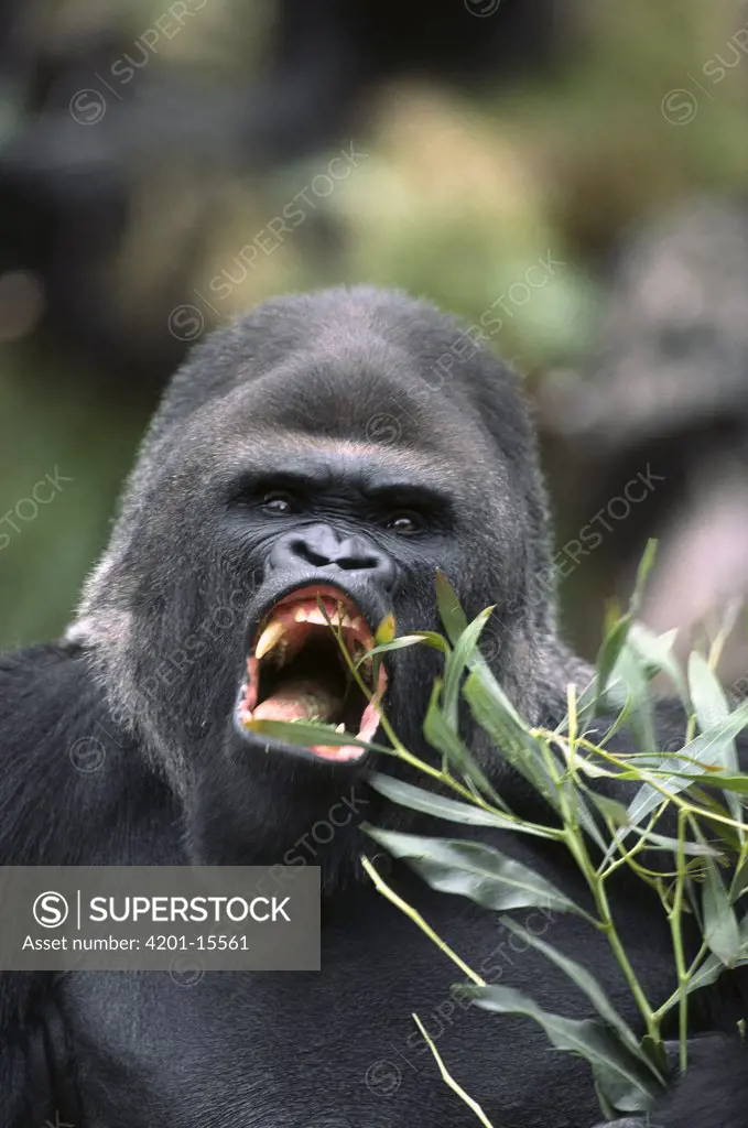 Western Lowland Gorilla (Gorilla gorilla gorilla) male vocalizing, native to equatorial West Africa