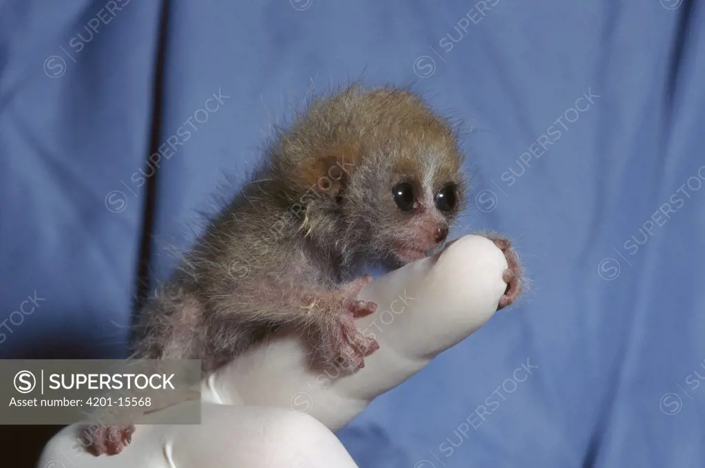 Pygmy Slow Loris (Nycticebus pygmaeus) baby clinging on to zoo worker's finger, native to Asia