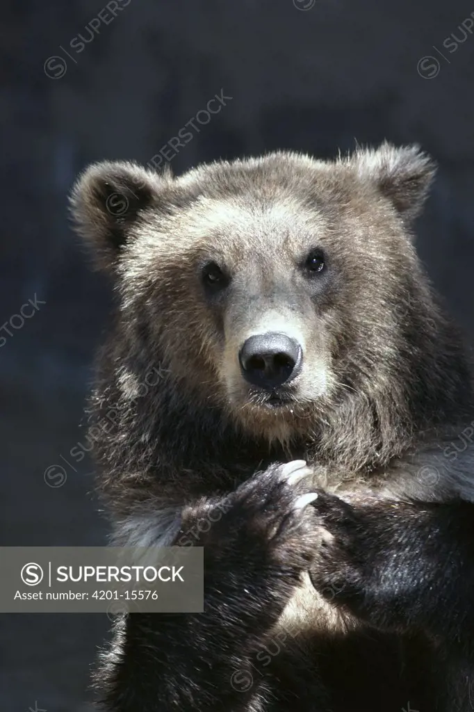 Grizzly Bear (Ursus arctos horribilis) resting on rocks, native to Alaska