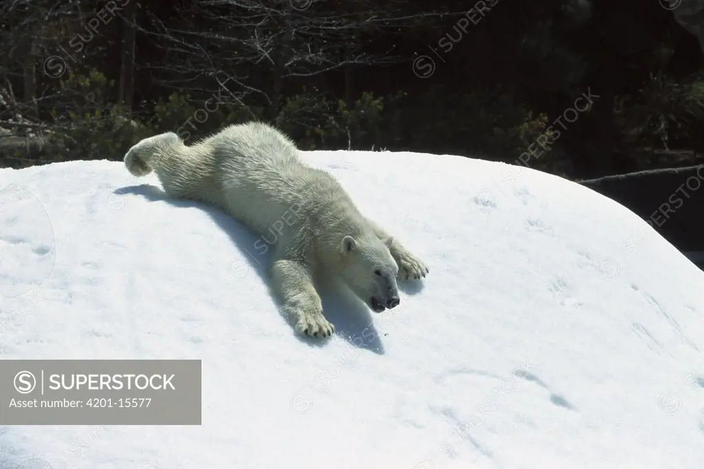 Polar Bear (Ursus maritimus) sliding down snow bank, native to Canada