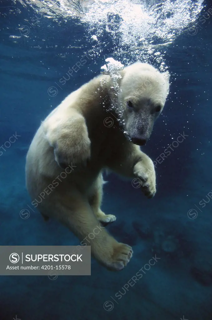 Polar Bear (Ursus maritimus) cub underwater, native to arctic regions