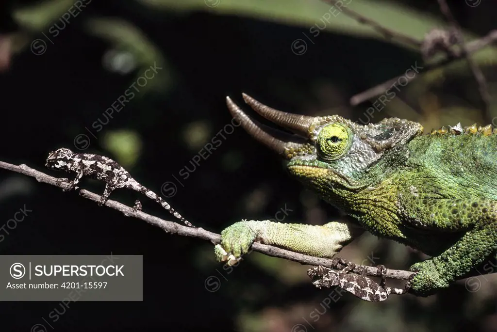 Jackson's Chameleon (Chamaeleo jacksonii) adult with two babies on branch, native to east Africa