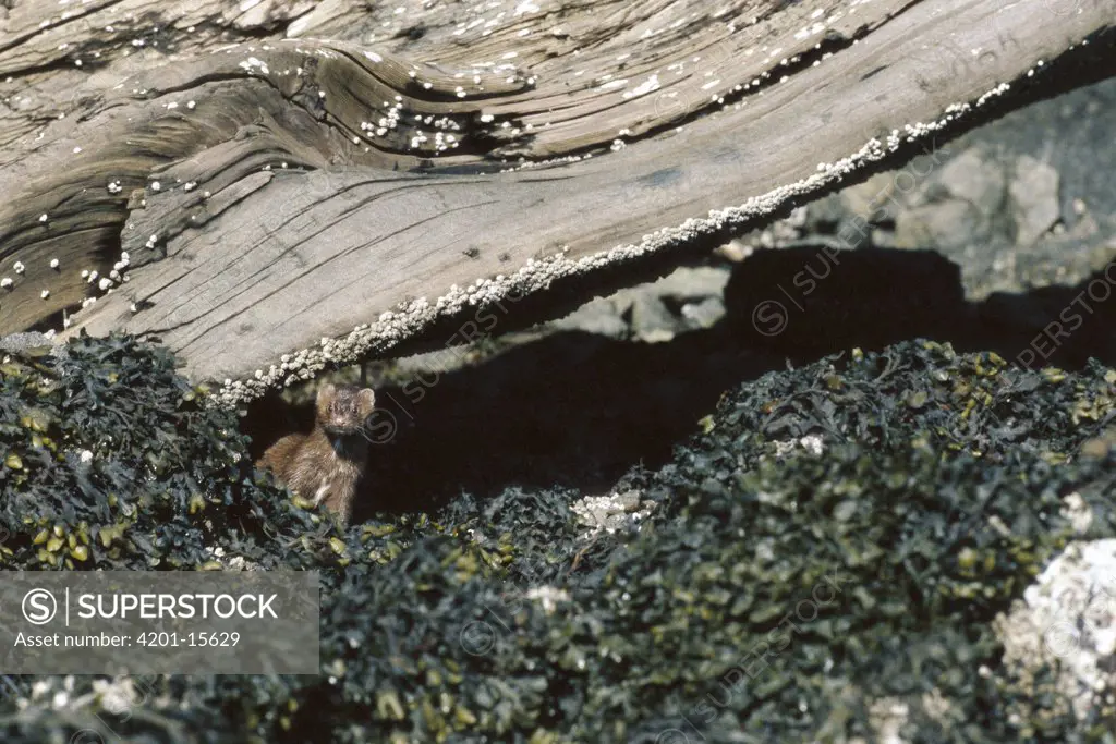 Mink (Mustela vison) on beach, Clayoquot Sound, Vancouver Island, British Columbia, Canada