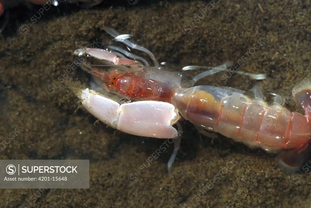 Pederson Cleaner Shrimp (Periclimenes pedersoni) food for Gray Whales, found in muddy pits in shallow areas where whales filter food from the mud, Clayoquot Sound, Vancouver Island, British Columbia, Canada