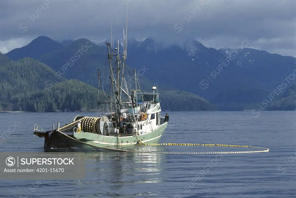 Purse-seine fishing for salmon, Clayoquot Sound, Vancouver Island, British Columbia, Canada