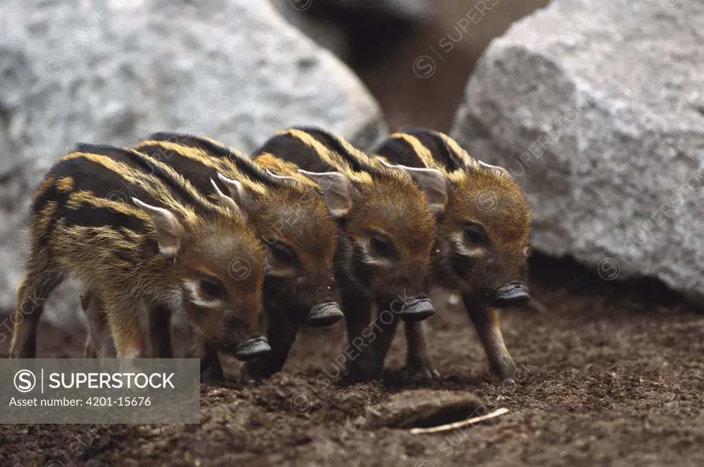 Red River Hog (Potamochoerus porcus) four babies, a highly social bush pig, native to Africa