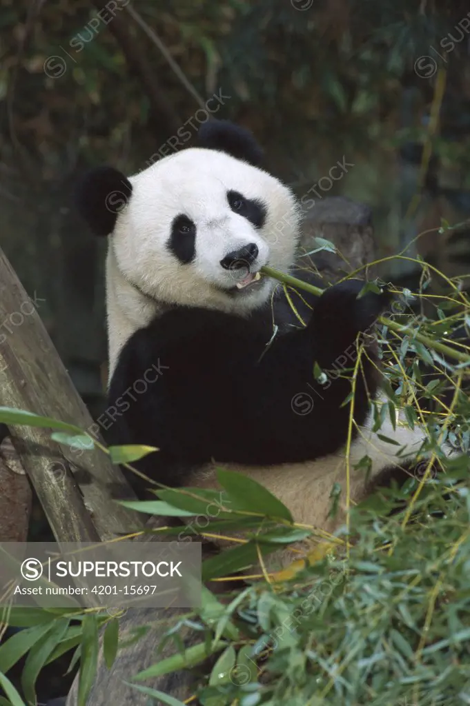 Giant Panda (Ailuropoda melanoleuca) portrait of young Panda Hua Mei eating bamboo, native to Asia