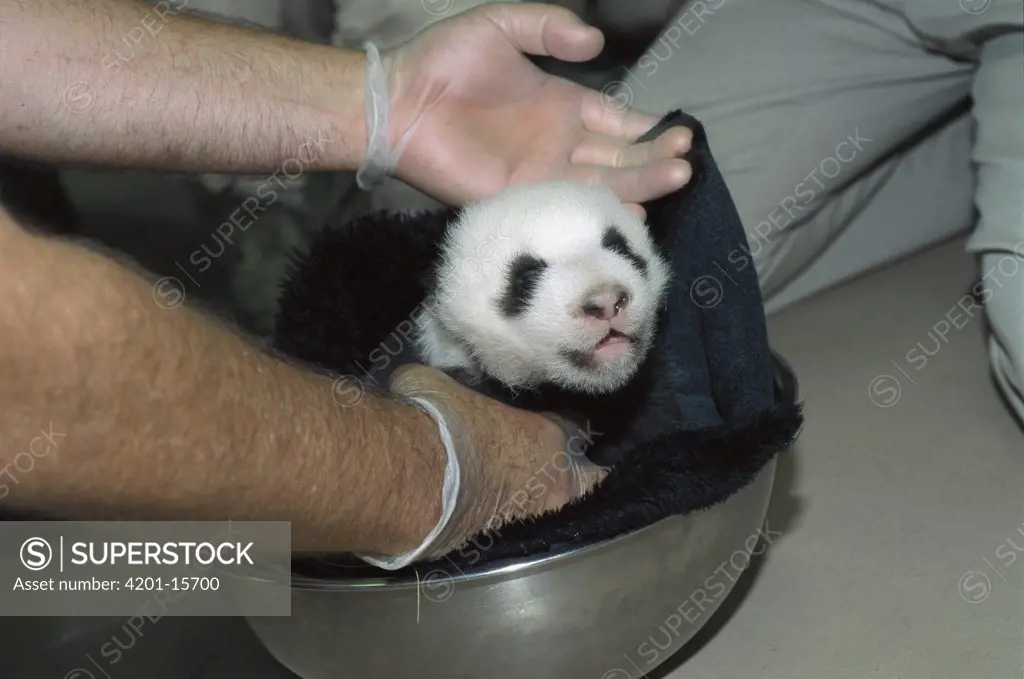 Giant Panda (Ailuropoda melanoleuca) baby Hua Mei getting a check-up at six and one half week old, native to Asia