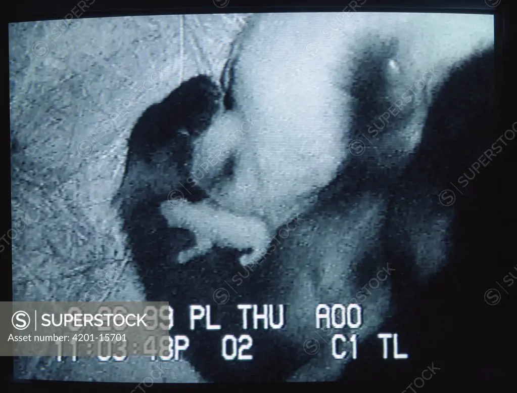 Giant Panda (Ailuropoda melanoleuca) screen shot from the Panda cam showing mother Bai Yun in her birthing den with her five day old baby Hua Mei, native to Asia