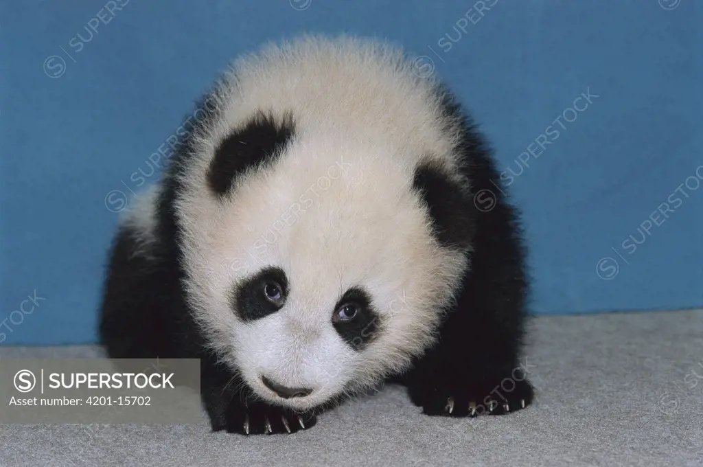 Giant Panda (Ailuropoda melanoleuca) portrait of baby Hua Mei at seventeen-and-one-half weeks old, native to Asia