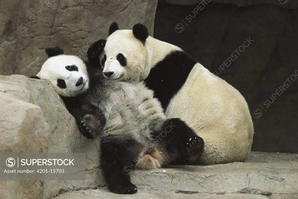 Giant Panda (Ailuropoda melanoleuca) mother Bai Yun cuddling with her two year old cub Hua Mei on their last day together before being separated to complete the weaning process, native to Asia
