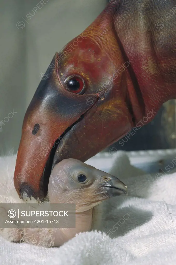 California Condor (Gymnogyps californianus) captive-bred chick being cared for with a puppet, native to North America