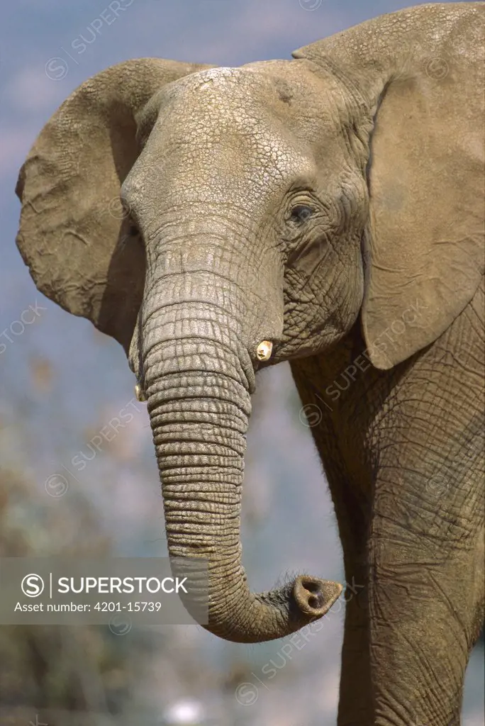 African Elephant (Loxodonta africana) portrait, captive animal, San Diego Zoo, California