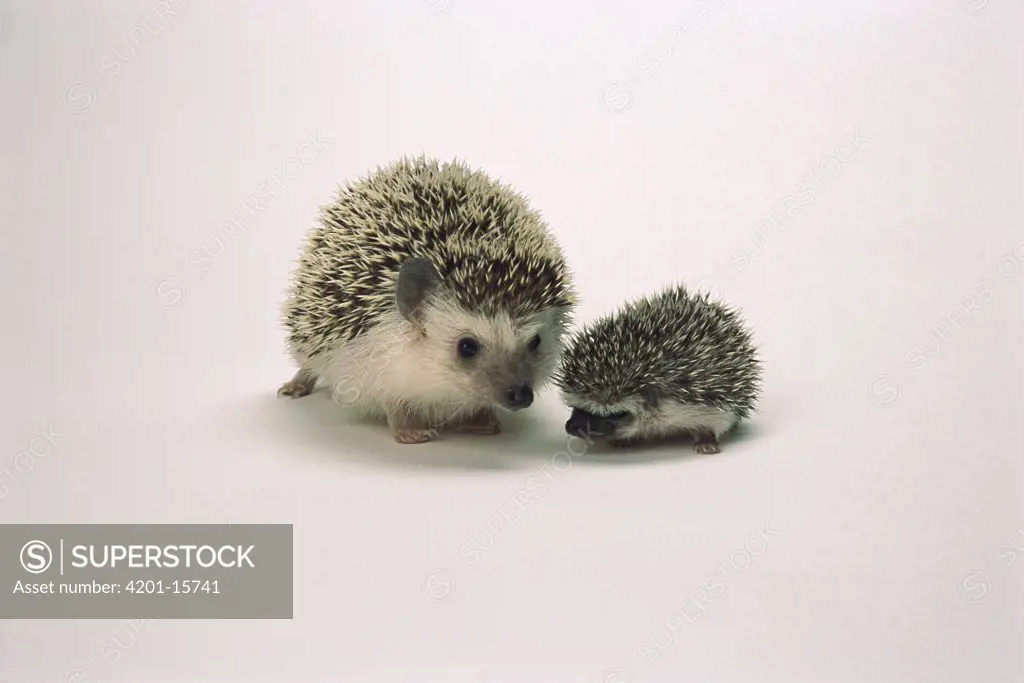 African Hedgehog (Atelerix algirus) mother and baby, native to Africa