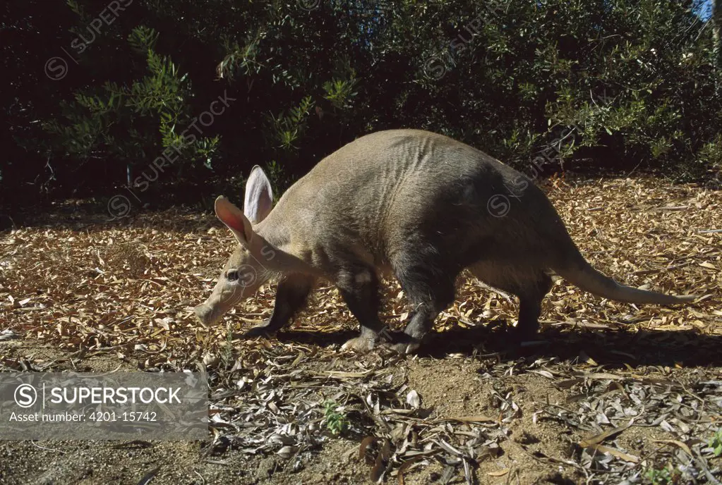 Aardvark (Orycteropus afer albicaudus), San Diego Zoo, California