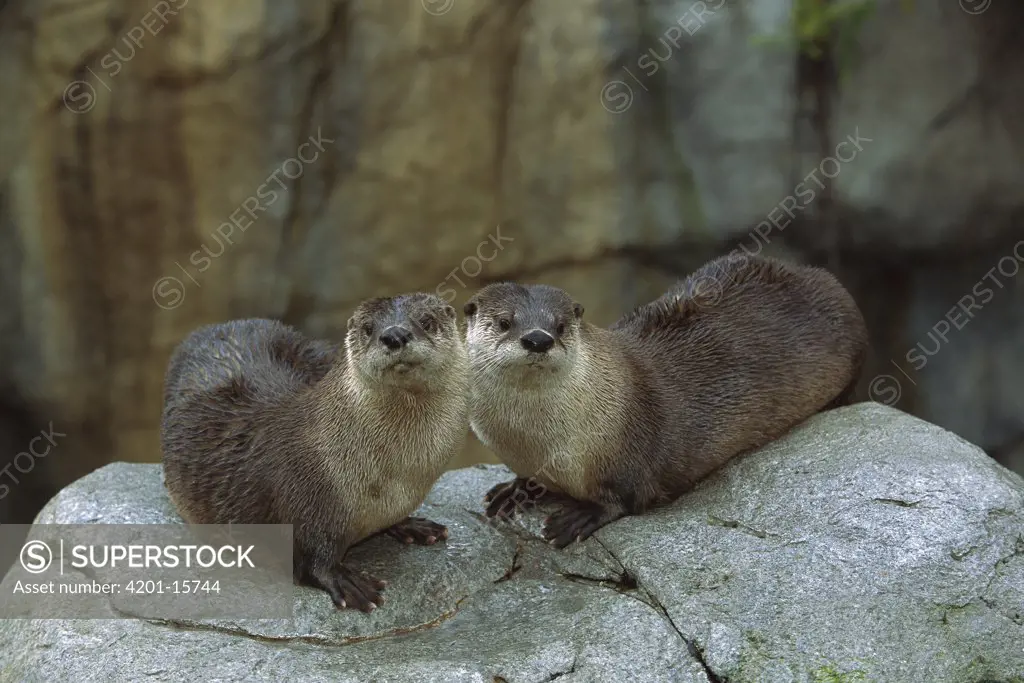 North American River Otter (Lontra canadensis) pair, North America