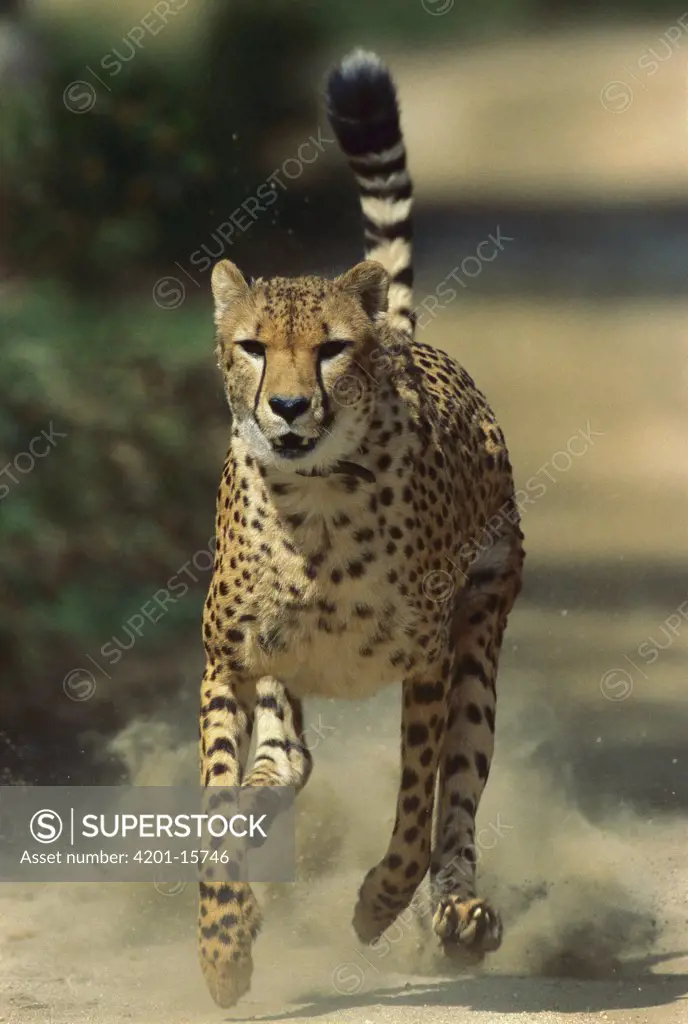 Cheetah (Acinonyx jubatus) running, San Diego Zoo, California