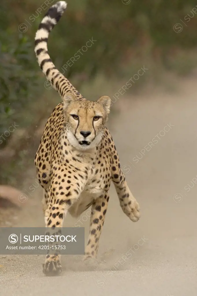 Cheetah (Acinonyx jubatus) in mid-stride, sequence 1 of 3