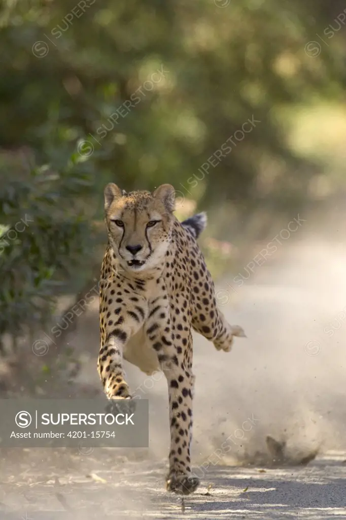 Cheetah (Acinonyx jubatus) in mid-stride, sequence 2 of 3