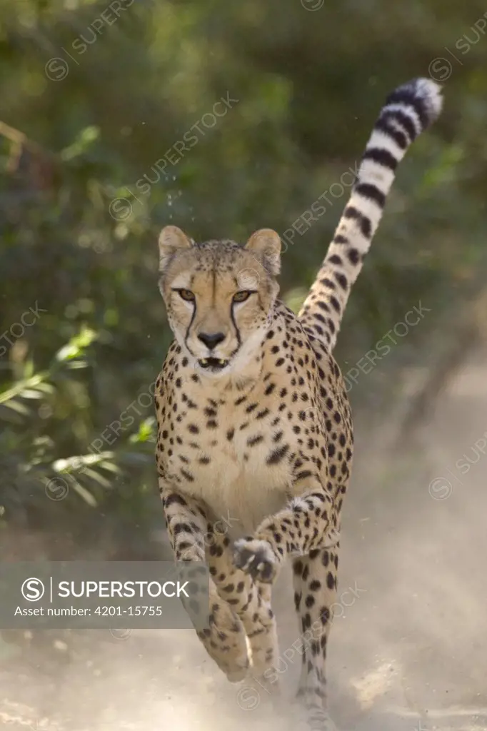 Cheetah (Acinonyx jubatus) in mid-stride, sequence 3 of 3