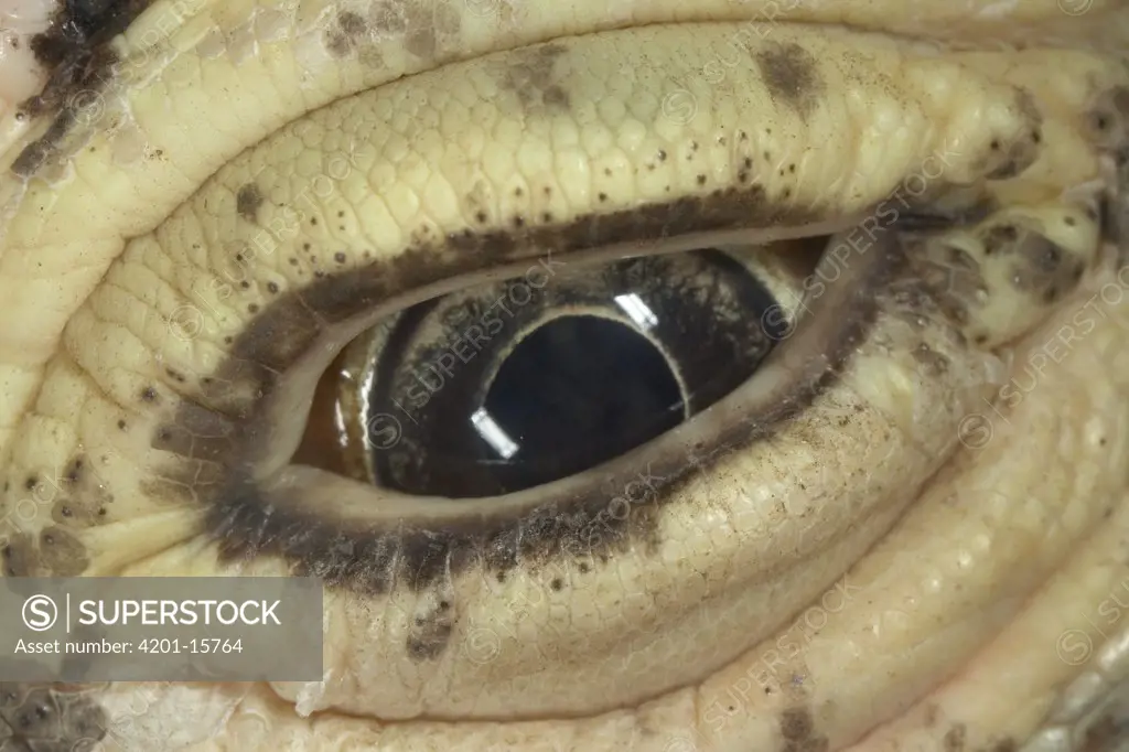 Komodo Dragon (Varanus komodoensis) close-up of eye and skin