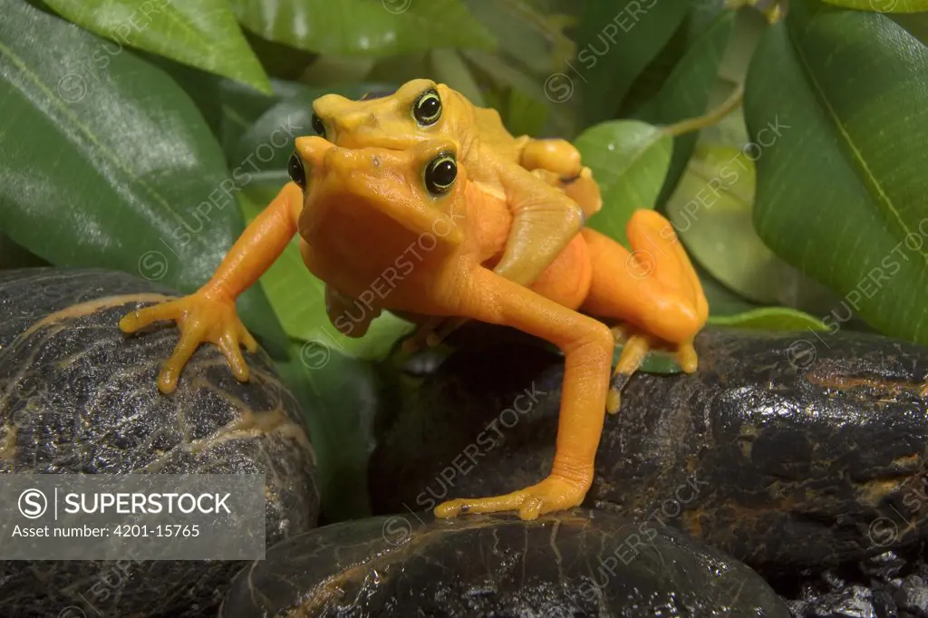 Panamanian Golden Frog (Atelopus zeteki) pair in amplexus, native to Panama