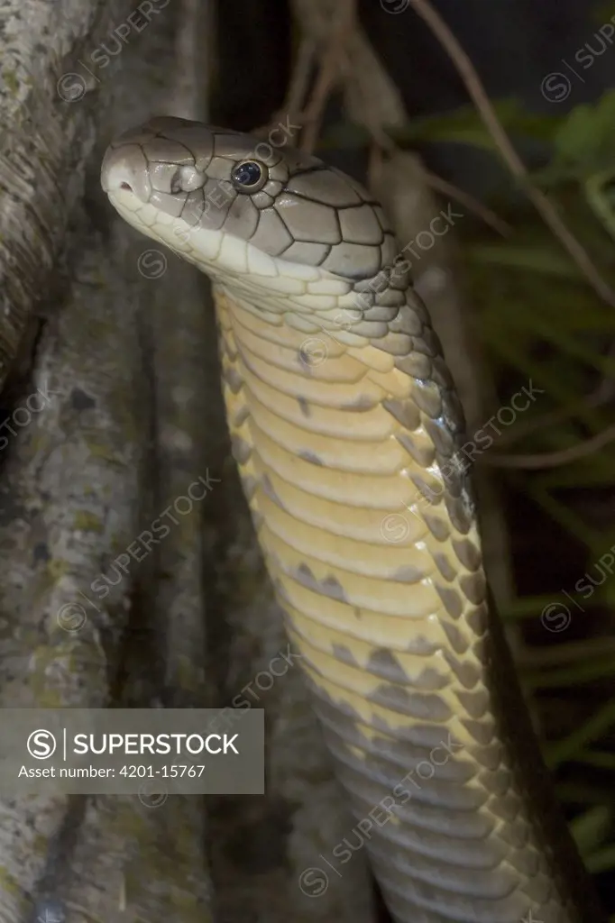 King Cobra (Ophiophagus hannah) portrait, venomous, native to Asia