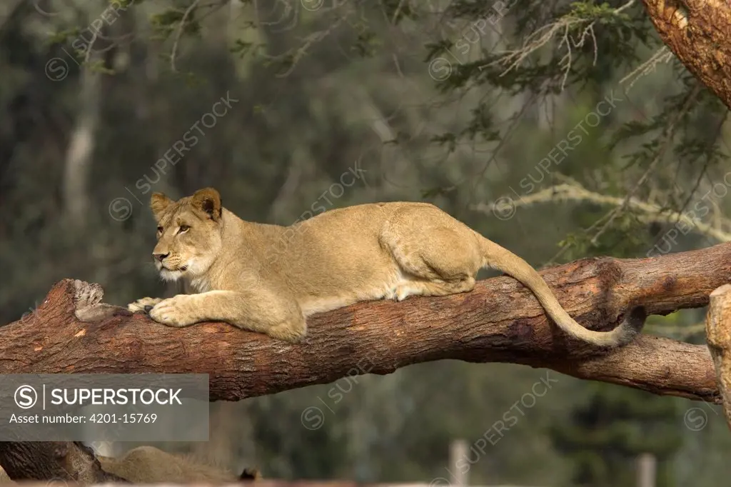 African Lion (Panthera leo), African Lioness resting on log, native to Africa