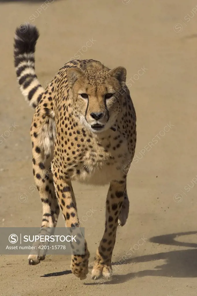 Cheetah (Acinonyx jubatus) adult running, native to Africa