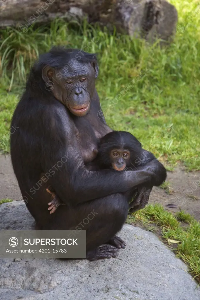 Bonobo (Pan paniscus) mother cradling infant, native to Africa