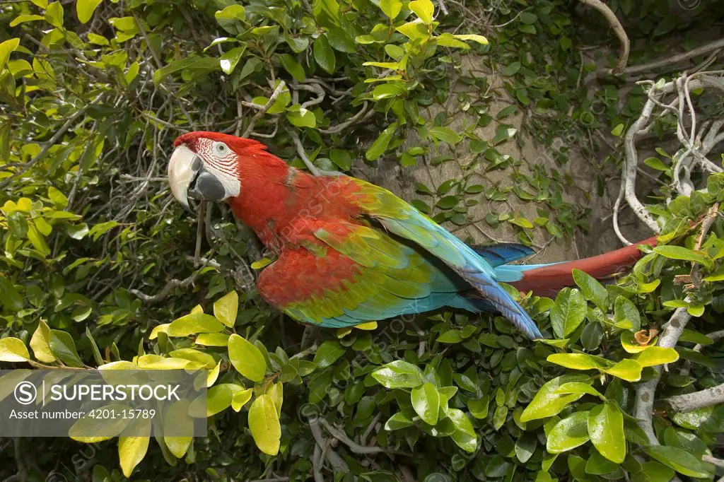 Scarlet Macaw (Ara macao) adult perching, native to South America