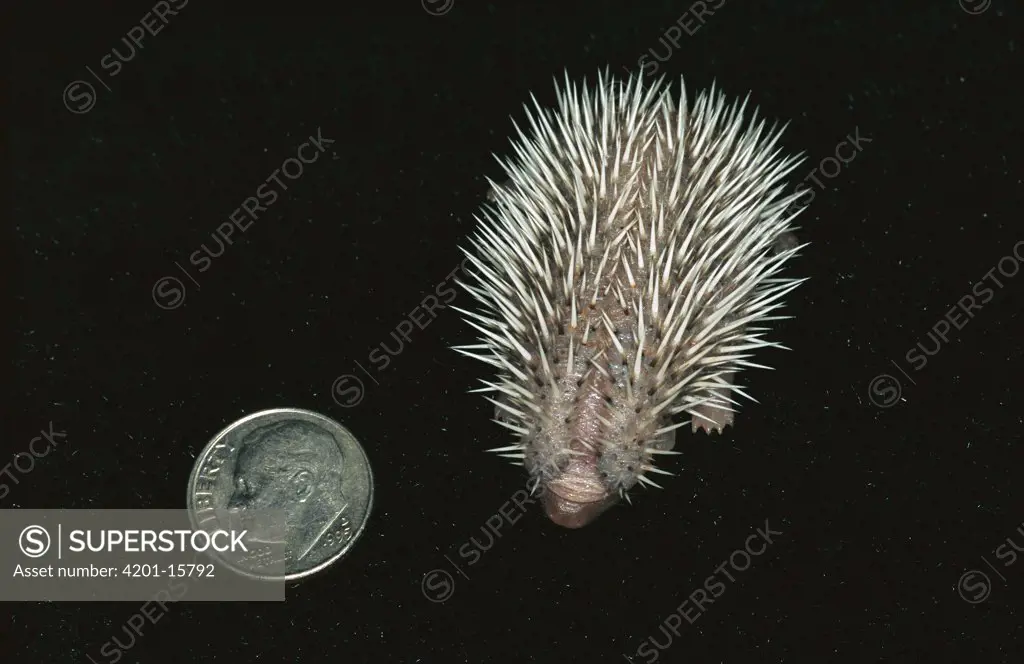 African Hedgehog (Atelerix algirus) baby next to American dime to show scale, native to Africa