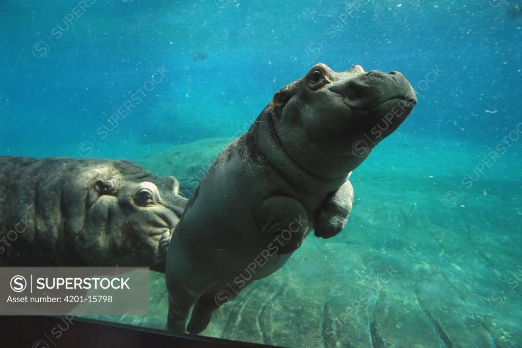 East African River Hippopotamus (Hippopotamus amphibius kiboko) baby being nudged by mother underwater, native to Africa