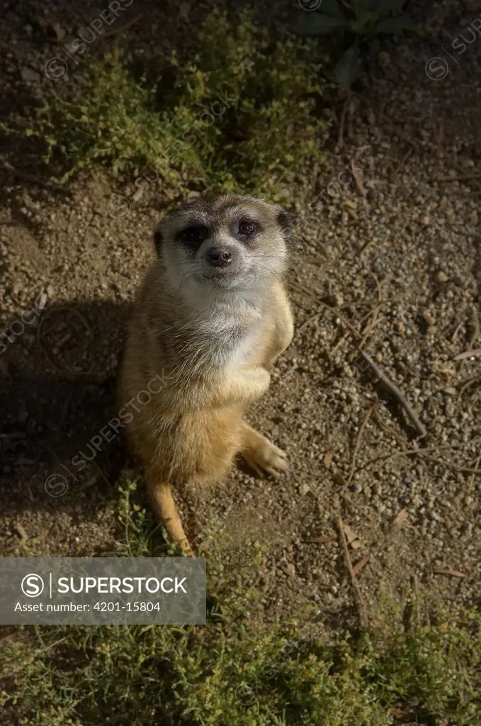 Meerkat (Suricata suricatta) looking up at photographer, native to South Africa