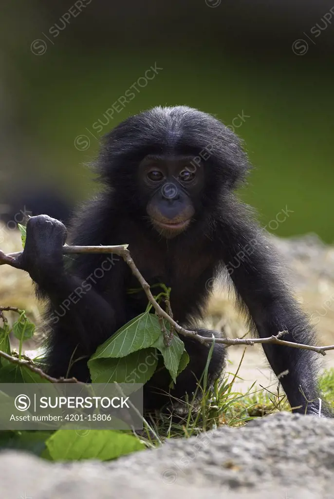 Bonobo (Pan paniscus) baby playing with twig, endangered, native to Africa
