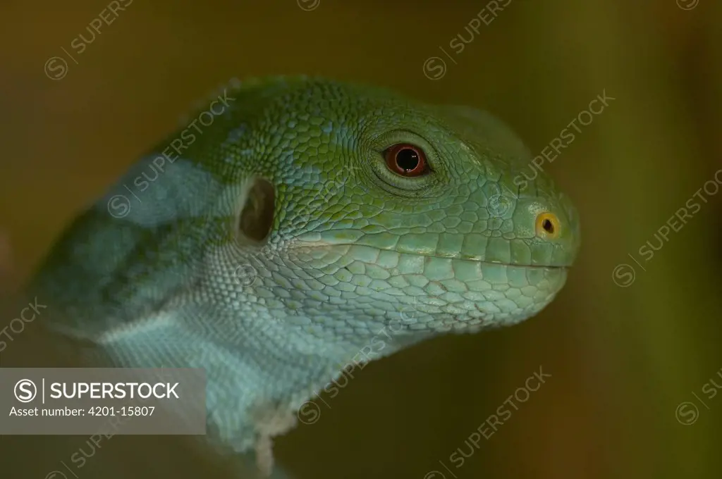 Fiji Banded Iguana (Brachylophus fasciatus) side view portrait of head showing ear opening, endangered, native to Fiji, Tonga and other Pacific islands
