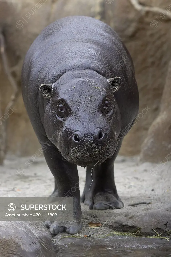 Pygmy Hippopotamus (Hexaprotodon liberiensis) portrait, endangered, native to West Africa