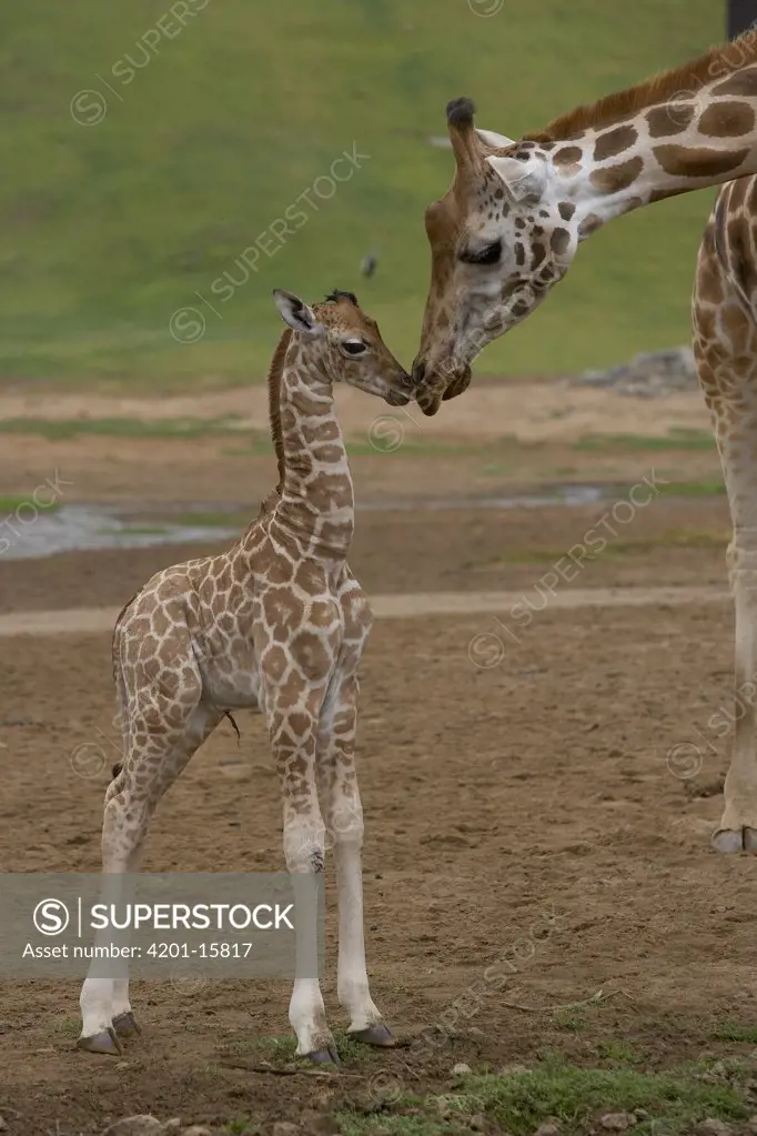 Rothschild Giraffe (Giraffa camelopardalis rothschildi) mother kissing calf, native to Africa