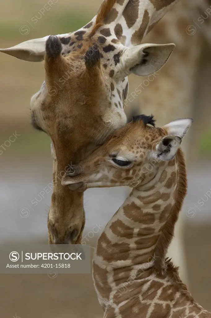 Rothschild Giraffe (Giraffa camelopardalis rothschildi) mother nuzzling calf, native to Africa