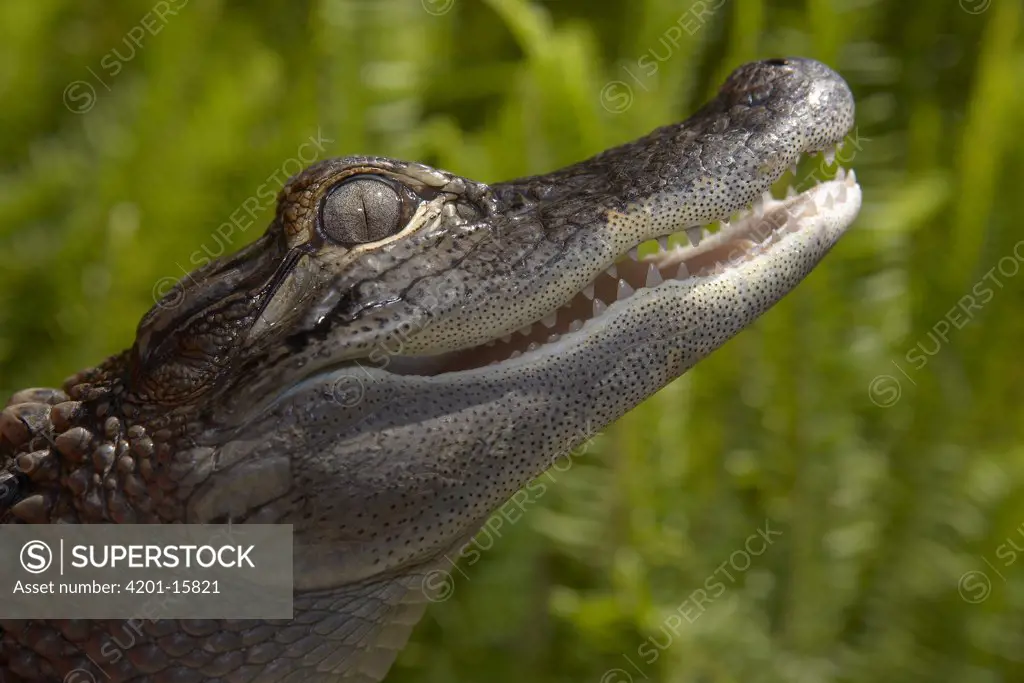 American Alligator (Alligator mississippiensis) portrait, native to southern United States
