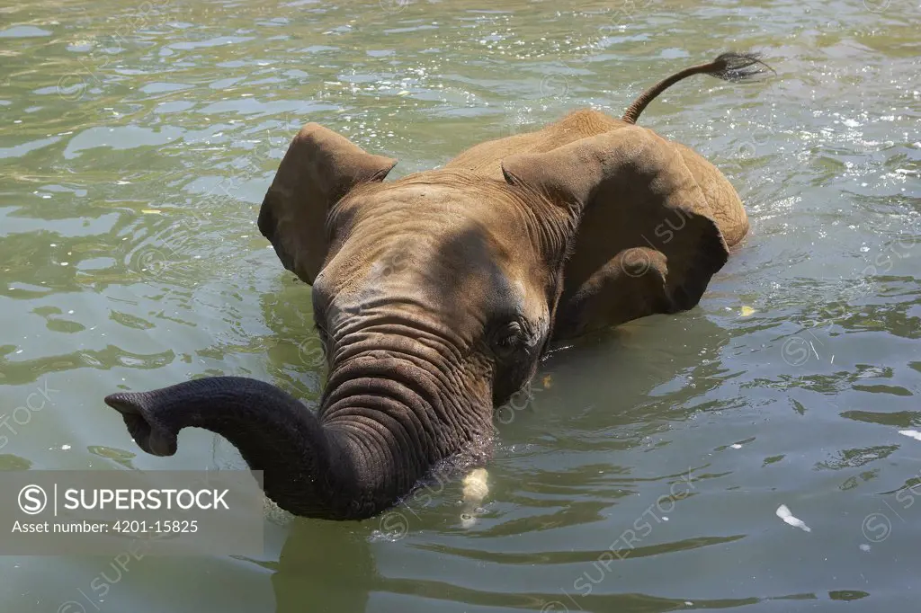 African Elephant (Loxodonta africana) swimming, threatened, native to Africa